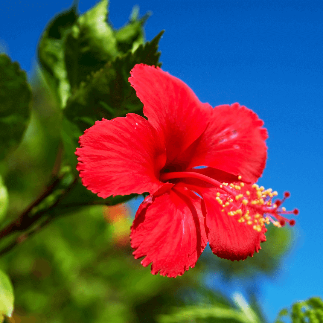 top3-plante-caraibe-hibiscus 